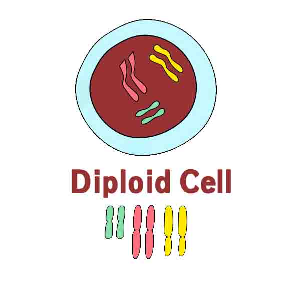 Diploid Cell